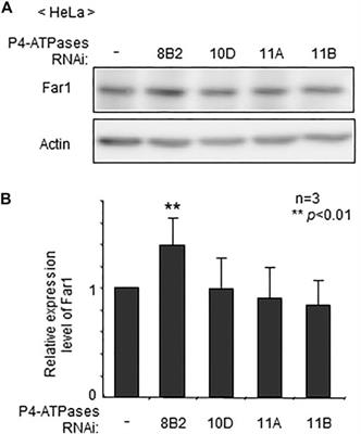 ATP8B2-Mediated Asymmetric Distribution of Plasmalogens Regulates Plasmalogen Homeostasis and Plays a Role in Intracellular Signaling